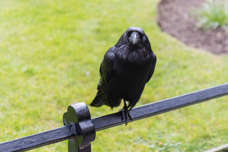 Legendary raven of the Tower of London, England, UK. According to the legend, the absence of the ravens would make the kingdom fallの写真素材