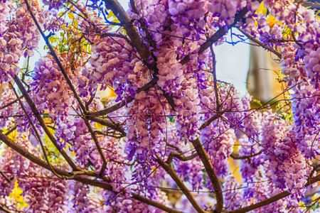 Beautiful purple wisteria flowers in spring, shot in Rome, Italyの写真素材