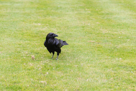 Legendary raven of the Tower of London, England, UK. According to the legend, the absence of the ravens would make the kingdom fallの写真素材