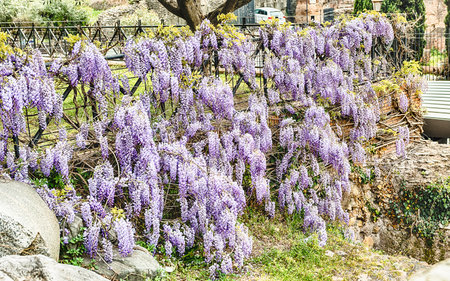 Beautiful purple wisteria flowers in spring, shot in Rome, Italyの写真素材