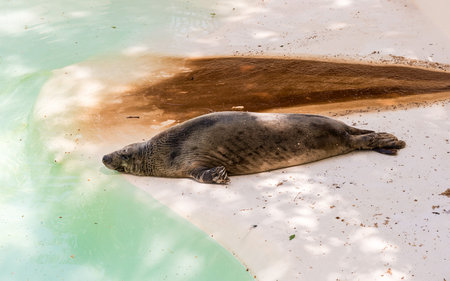Brown fur seal sleeping in a zoo park environmentの写真素材