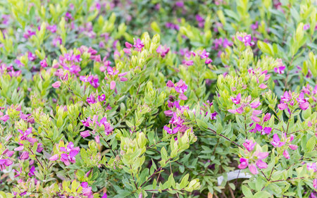 Bushes with beautiful green and purple flowers inside a greenhouse. Shallow dept of field, may be used as backgroundの写真素材