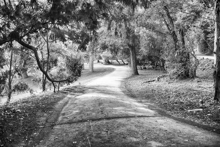 Tranquil pathway meanders through a lush green park, inviting peaceful strolls in natureの写真素材