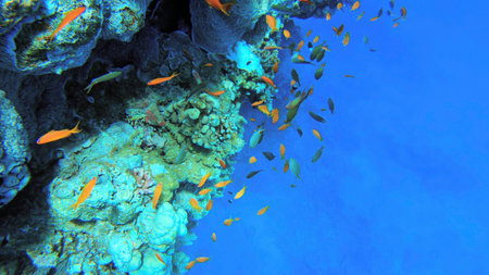 Underwater seascape on the coral reef in the Red Sea at Seven Pools Reef in Ras Mohammed National Park, Egypt, showcasing thousands of Pseudanthias Squamipinnis, aka Sea Goldieの写真素材