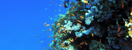 Underwater seascape on the coral reef in the Red Sea at Seven Pools Reef in Ras Mohammed National Park, Egypt, showcasing thousands of Pseudanthias Squamipinnis, aka Sea Goldieの写真素材