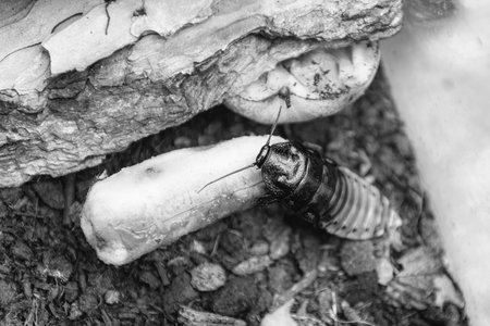 Madagascar hissing cockroach aka Gromphadorina Portentosa while eating a banana. It is one of the largest species of cockroachの写真素材