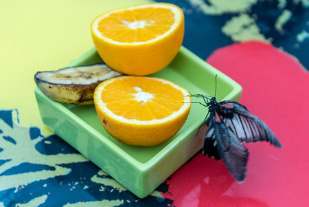 Papilio Lowi, aka great yellow Mormon or Asian swallowtail is a tropical butterfly. Here shown while eating from an orangeの写真素材
