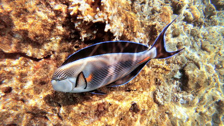 Underwater seascape on the coral reef in the Red Sea, Sharm el Sheikh, South Sinai, Egypt,...