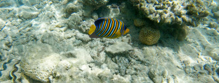 Underwater seascape on the coral reef in the Red Sea, Sharm el Sheikh, South Sinai, Egypt,...