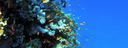 Underwater seascape on the coral reef in the Red Sea at Seven Pools Reef in Ras Mohammed National...