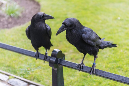 Legendary ravens of the Tower of London, England, UK. According to the legend, their absence would...