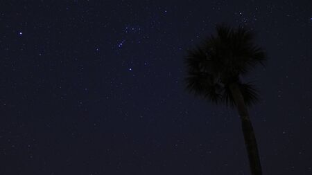 Starry Palmの写真素材