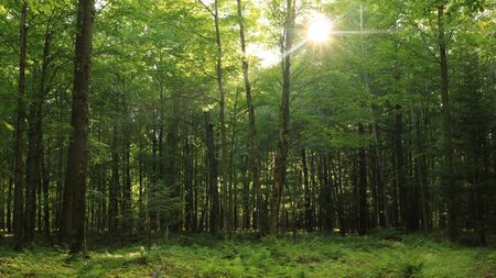 The Forest Floor