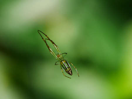 Spider Belly Greenの写真素材