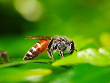 Bees feed Backgrounds Greenの写真素材
