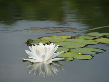 White Lotus On Waterの写真素材