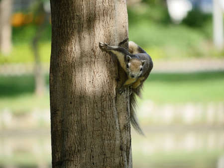 Squirrel on a Tree Backgrounds Bokehの写真素材