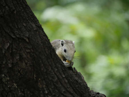 Squirrel on a Tree Backgrounds Bokehの写真素材