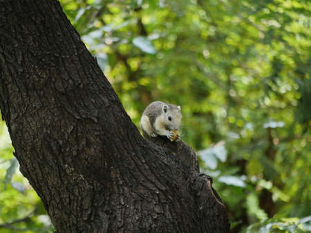 Squirrel on a Tree Backgrounds Bokehの写真素材