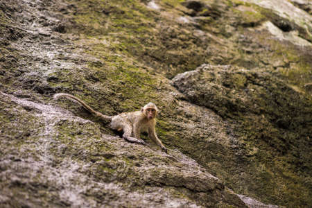 Baby Monkeys on rocksの写真素材