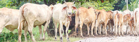 herd of cows in the summer forestの写真素材