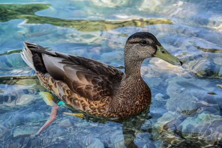 Closeup of Croatian duck at Plitvice lakesの写真素材