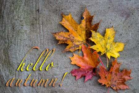 Postcard with multicolored maple leaves with inscription Hello Autumn