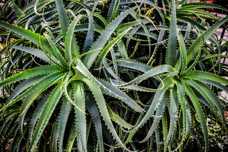Big green cactus closeup look in botanic garden.の写真素材