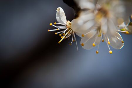 One brief season moment in spring time is the blooming of cherry tree.の写真素材
