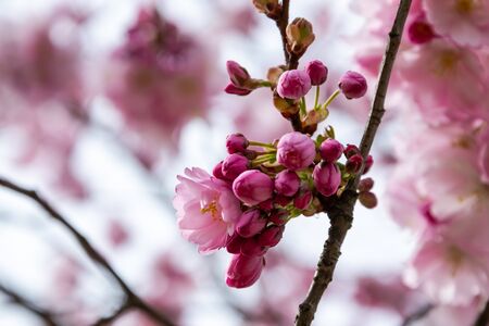 One brief season moment in spring time is the blooming of sakura tree.の写真素材