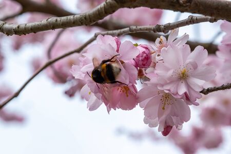 Bee is searching for nectar in blooming sakura flowers. One brief season moment in spring.
