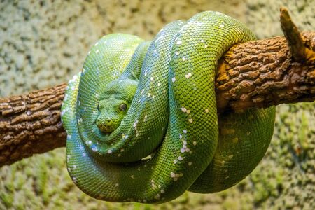 The green snake curled up in rings and hung on a tree like a swing.の写真素材
