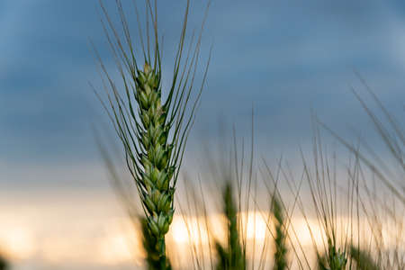 A ripening field of wheat on a sunset.