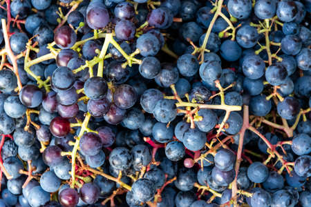 Background of harvested bunches of wild grapes.の写真素材