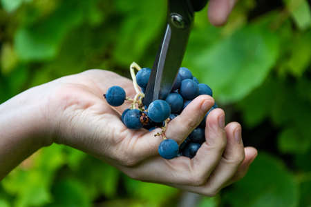 The man is cutting off a bad part of a bunch of wild grapes.の写真素材