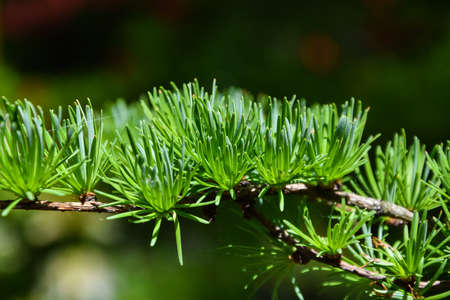 Close up photo of the branch with vivid and bright needles on it. Variety of conifer trees.