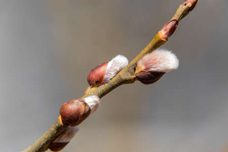 Close up of growing and blooming willow in the spring.の写真素材