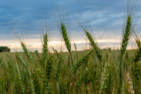 A ripening field of wheat on a sunset.