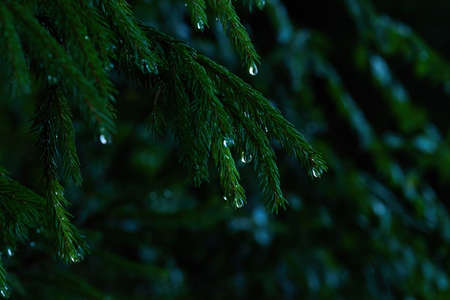Fir-tree branches with water drops after rain. Dark nature background.の写真素材
