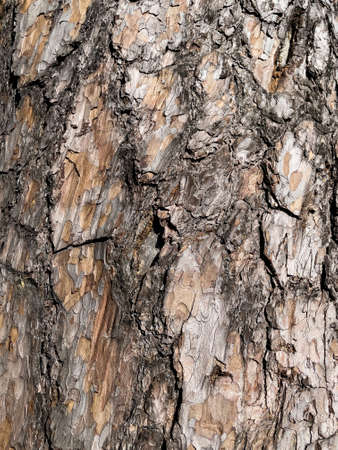 Close up view at the tree bark.
