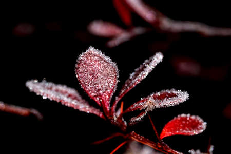 Close up of red colored frozen foliage with small ice crystals.の写真素材
