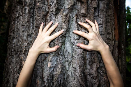 The hands move on the tree. a Long hands with nails. Can use in horror.の写真素材