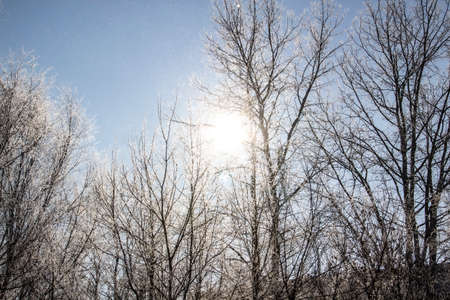 a Luminous sun make a light through tree branches. God light. Winter