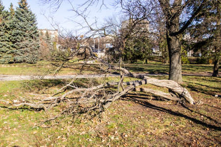 Twisted tree in the park. Ukraine. Park in the city of Sumy. Nature in the fall.  Crooked tree