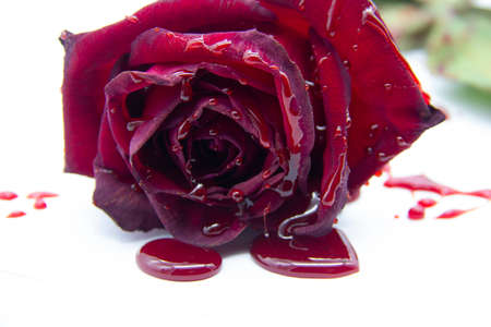 a Bloody rose on a white background. A Burgundy rose in the bloodの写真素材
