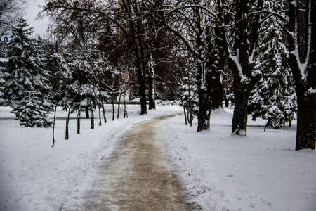A snowy way. A road in the trees. Amazing winter. A snowy trees, footsteps in snowの写真素材