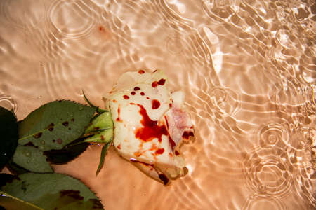 Beautiful and bloody on the water. Bloody rose on the water.  White rose with blood
