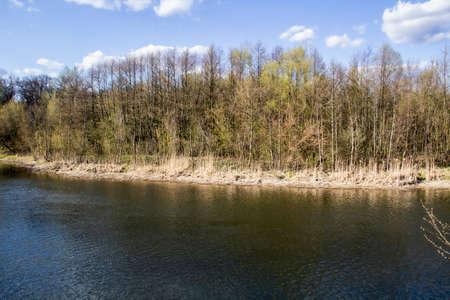 Ukranian landscape in the forest. Pine forest with a river name Psel in city Sumy. Pine trees on a...