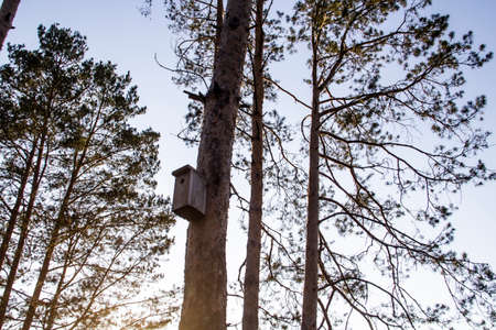 Birdhouse in a pine forest on a tree. Birdhouses in the forest. Bird box in nature against blue skyの写真素材
