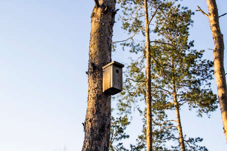 Birdhouse in a pine forest on a tree. Birdhouses in the forest. Bird box in nature against blue sky